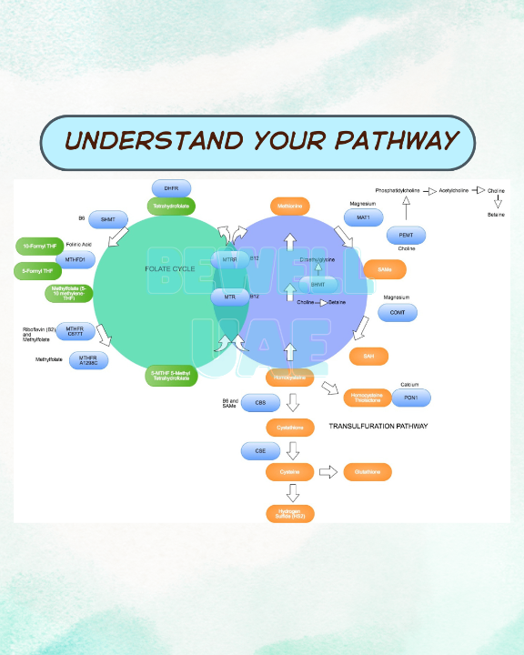 Image of Methylation