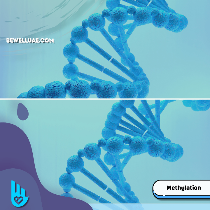 Methylation